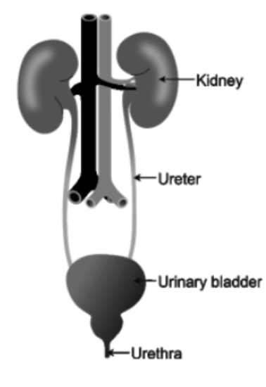 Human Excretory system