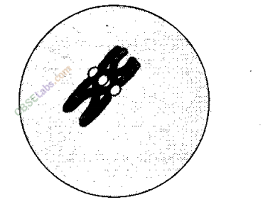 NCERT Exemplar Class 11 Biology Chapter 10 Cell Cycle and Cell Division Img 2