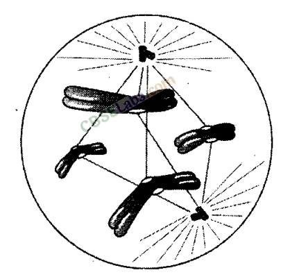 NCERT Exemplar Class 11 Biology Chapter 10 Cell Cycle and Cell Division Img 4