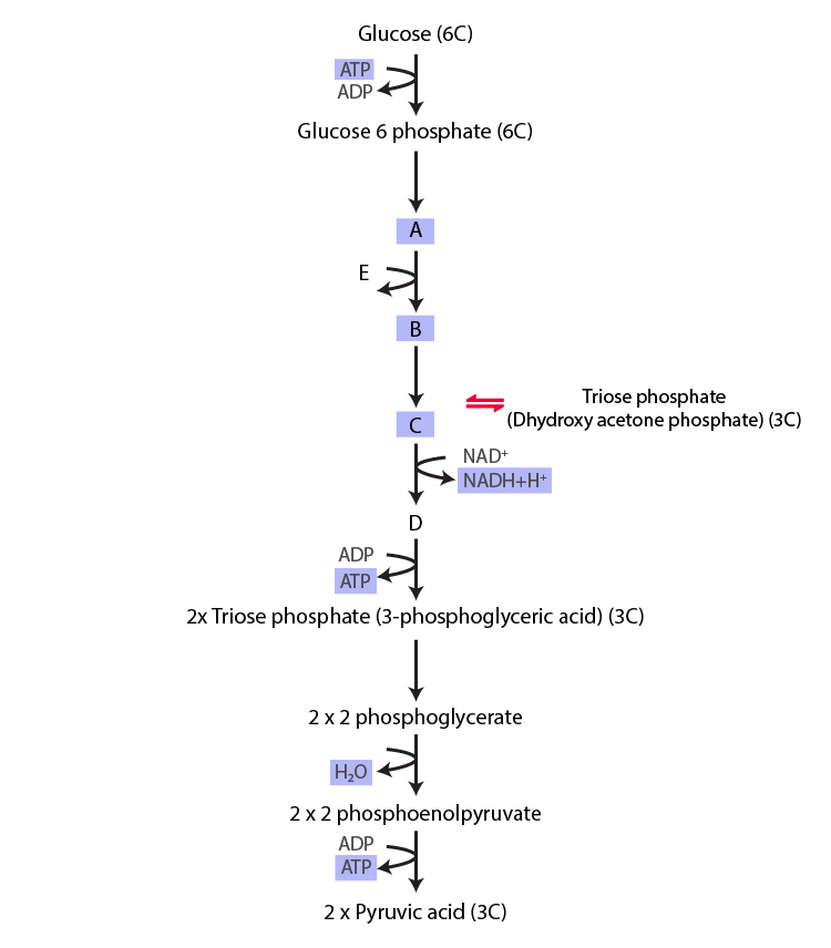 NCERT Exemplar Solution of Class 11 Biology Chapter 14 Respiration in Plants-2