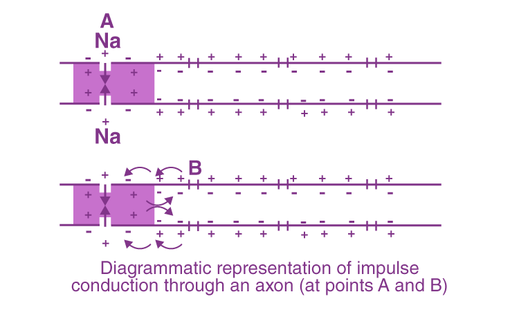 NCERT Exemplar Solution of Class 11 Biology Chapter 21 Neural Control and Coordination-1