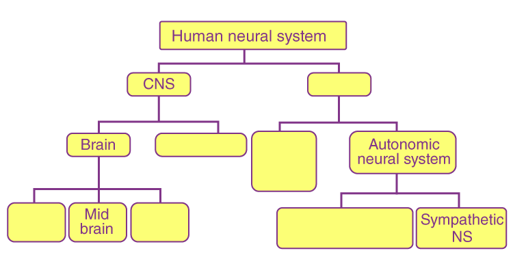 NCERT Exemplar Solution of Class 11 Biology Chapter 21 Neural Control and Coordination-2