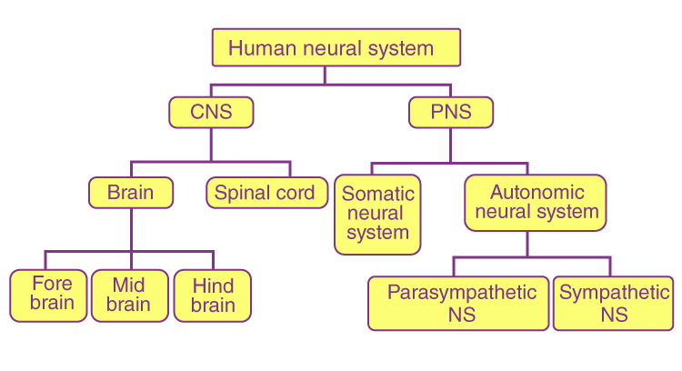 NCERT Exemplar Solution of Class 11 Biology Chapter 21 Neural Control and Coordination-3