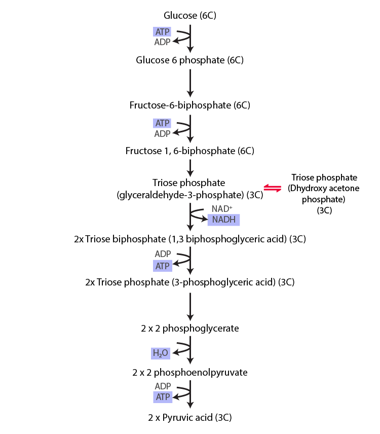 NCERT Exemplar Solution of Class 11 Biology Chapter 14 Respiration in Plants-3