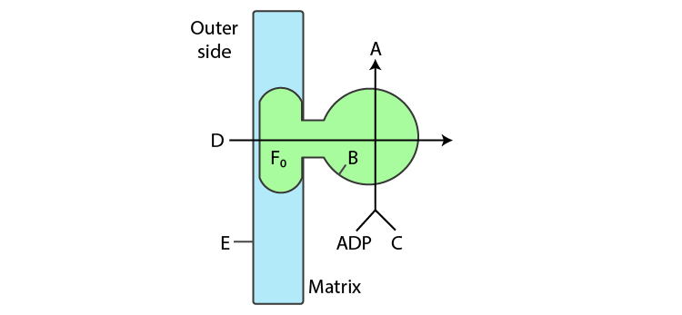 NCERT Exemplar Solution of Class 11 Biology Chapter 14 Respiration in Plants-4