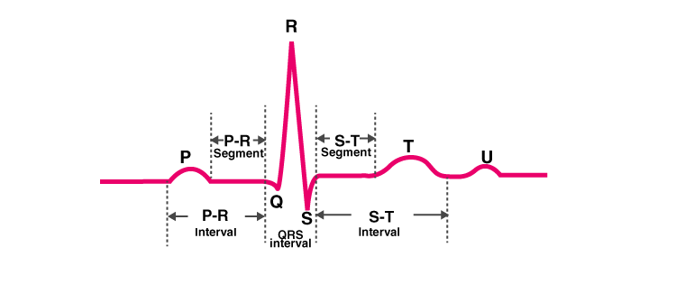 NCERT Exemplar Solution of Class 11 Biology Chapter 18 Body Fluids and Circulation-2