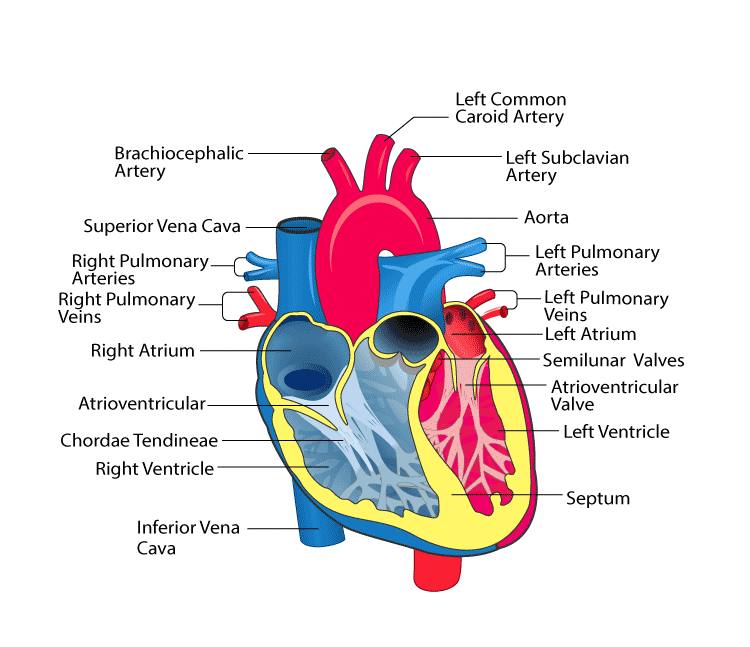 NCERT Exemplar Solution of Class 11 Biology Chapter 18 Body Fluids and Circulation-5