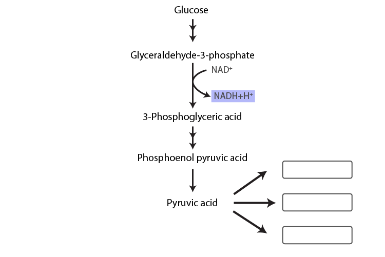 NCERT Exemplar Solution of Class 11 Biology Chapter 14 Respiration in Plants-1