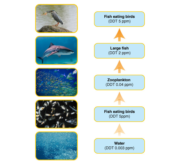 NCERT Exemplar solution of Class 12 Biology Chapter 16 Environmental Issues-2