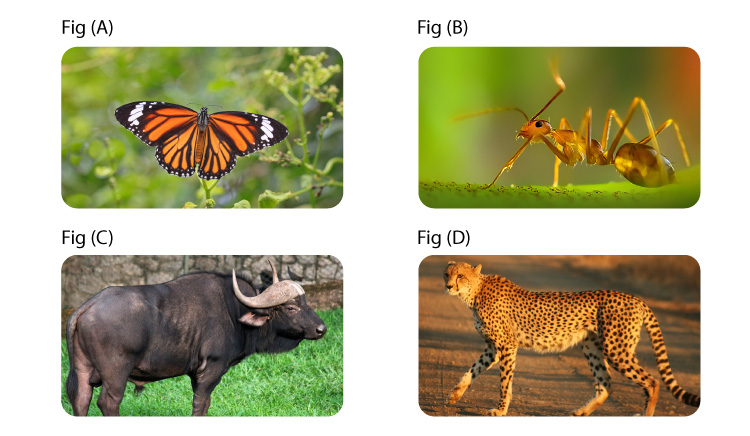 NCERT Exemplar Solution of Class 12 Biology Chapter 13 Organisms and Populations-3