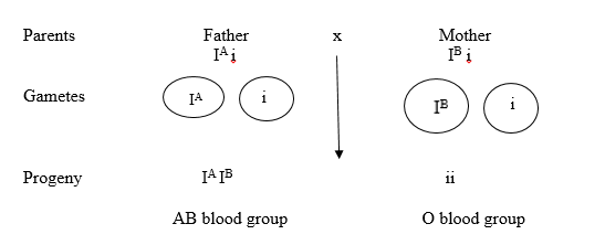 Principles of Inheritance and Variation Class 12