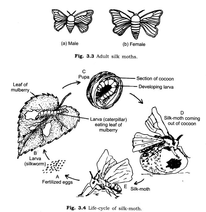 NCERT Solutions for Class 7 Science Chapter 3 Fibre to Fabric Q6.1