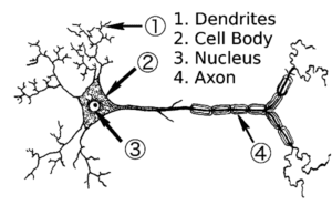 Neuron