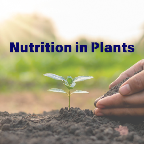 Nutrition in Plants NCERT Solutions