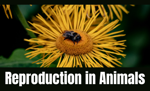 Reproduction in Animals