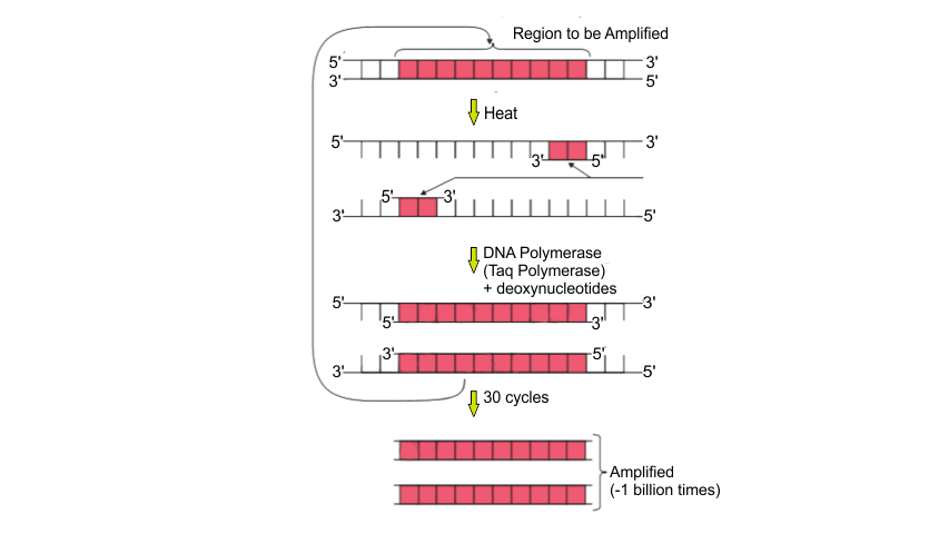 NCERT Exemplar Class 12 Biology Chapter 11 Biotechnology Principles And Processes 1