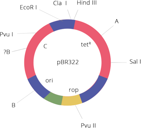 NCERT Exemplar Class 12 Biology Chapter 11 Biotechnology Principles And Processes