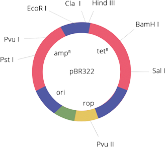 NCERT Exemplar Class 12 Biology Chapter 11 Biotechnology Principles And Processes