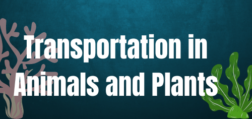 Transportation in Animals and Plants